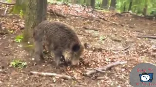 Top 10 wild boar ATTACK on people 2019