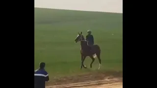 ردّة فعل الجوكي تعبّر عن الكثير من الكلام 🤣 يدري لو انه اذا انطلق ما عاد يوقف 🏇🏻