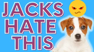 Jack Russell Terriers Hate These 9 Things (What Luna & JRT'S Absolutely Despise)