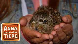 Feldhase und Wildkaninchen | Reportage für Kinder | Anna und die wilden Tiere