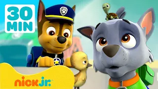 PAW Patrol | De Uitkijk wordt overspoeld door dieren! | 30 minuten | Nick Jr. Nederlands