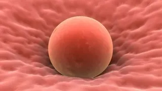 Implantação do Embrião