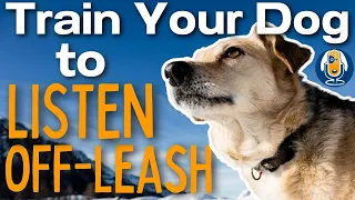 Off Leash Listening Skills For Dogs Part 3: Training Steps #152 #podcast