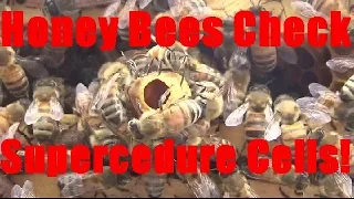 04 25 2020 Honey Bee Hive Inspection Supercedure Cells Assess Split