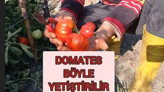 Hobi bahçemdeki domatesler