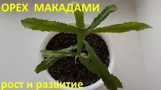 Орех Макадами рост и развитие