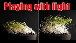Changing the direction of the light during plant growth - Time lapse #greentimelapse #gtl #timelapse