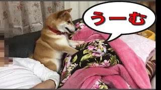 柴犬ハナ どんな不安定な場所でも寝床職人にかかると… -- Shiba makes sleeping place.--