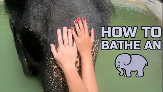 How to bathe an ELEPHANT / Как купать СЛОНА