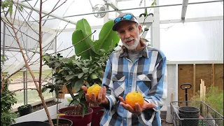 Growing Your OWN Vitamin C ---  Louisiana ORANGES