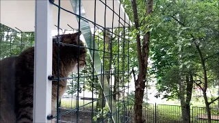 Балкон для кошек за окном