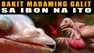 Ang hayop na hindi mo pwedeng pagkatiwalaan  kaya madaming GALIT sa IBON na ito | Cuckoo Bird