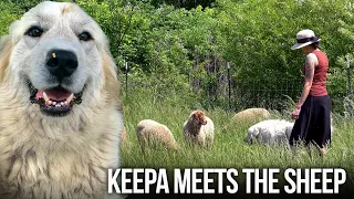 🐑 FIRST ENCOUNTER | Introducing a Great Pyrenees to a Flock of Sheep 😓🐑