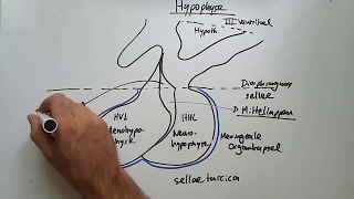 Endokrine Organe: Hypothalamus, Hypophyse, Schilddrüse & Co