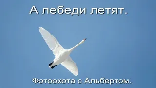 Фотоохота с Альбертом.  А лебеди летят.