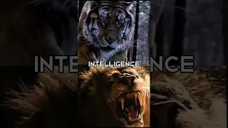 Who is strongest Lion vs Tiger #shorts #arman #edit #lion #tiger