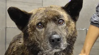 A dog named Happy. Enough Said.