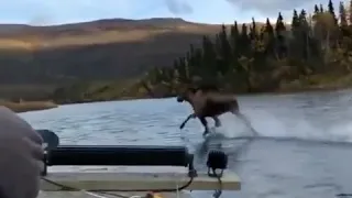 Лось чудотворец бежит по воде