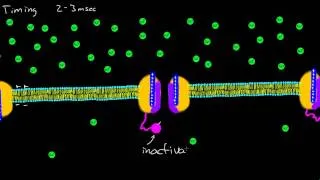 Sodium Channel Timing