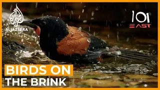 Can New Zealand save its birds from extinction? | 101 East Documentary