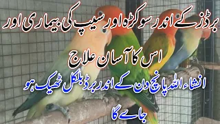 Birds ko sokra (seep) ki bemari or is ka ilaj |sub sy asan or mufed ilaj | easy and simple treatment