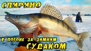 НЕ ЛЕЗЕТ В ЛУНКУ!!! Вот ЭТО РАЗДАЧА!! Зимняя рыбалка в СПИРИНО. СУДАК НА ВИБЫ зимой 2023!