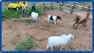 CHEGOU NOVAS VACAS PARA O LEILÃO