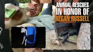 Save Animals for Regan