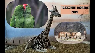 Пражский зоопарк - один из лучших зоопарков мира!