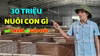 Trong Túi Có 30 Triệu Nuôi Con Gì Sau 1 Năm Lãi Gấp Đôi 3 Loài Vật Nuôi Phổ Biến Hiện Hay