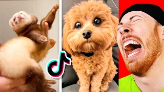 Try NOT to LAUGH at Cute Animals on Tik Tok