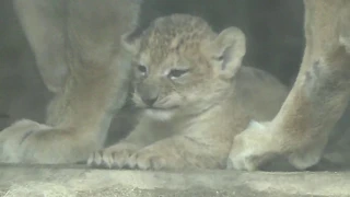 祝！熊本市動植物園全面開園！ライオンの赤ちゃん一般公開初日