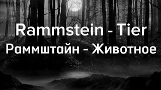 Rammstein - Tier текст с переводом на русский язык