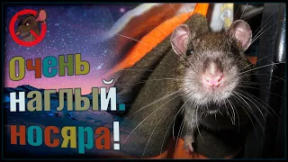 Очень наглый, наглый нос. 😂 Пасюк редактор! 😋 (Wild Rats | Дикие Крысы) 🐭