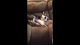 Husky puppy throws temper tantrum