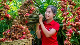 Harvest GALANGAL ROOT Goes to the market sell | Ella Daily Life