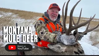 Montana Public Access Mule Deer | DIY BMA