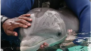 Rescued dolphin released into the wild