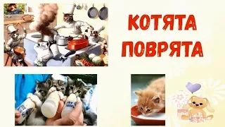 Мы веселые котята мы котята поварята