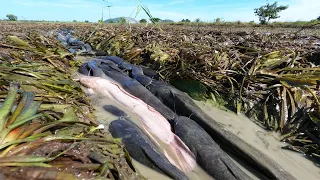 amazing fishing! a lot of catch catfish and redfish at field when little water catch by hand