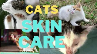 Today Topic:How to Treat Generalized Skin Infections on Cats|common skin problems in cats.