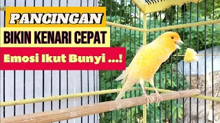 Pancingan Kenari Gacor Ngerol Panjang Cuit cuit Cocog untuk Terapi Kenari Paud agar Cepat Bunyi #001