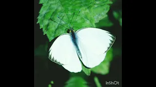 White Butterfly🦋🌼 |Meaning of white butterfly |Why we see white butterfly 🙏
