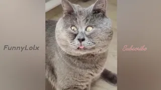 Angry Cats- Super Pets Reaction Videos| MEOW | FunnyLolx | Part III