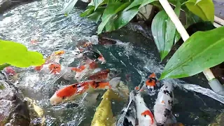 Ikan Koi cantik cantik mantap