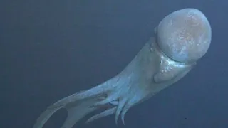 9 Strange Deep Ocean Creatures Found by Japan's ROVs № 8 🇯🇵