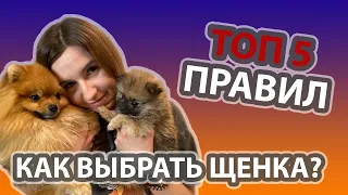 ПОМЕРАНСКИЙ ШПИЦ | КАК ВЫРАТЬ ЩЕНКА ШПИЦА | ТОП 5 ПРАВИЛ ПРИ ВЫБОРЕ ЩЕНКА