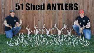Shed ANTLER Hunting 2024 | 51 sheds & 19 Deadheads