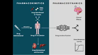 Pharmacodynamics and Pharmacokinetics | A rapid review.
