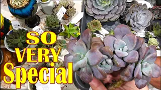 UNBOXING A True Succulent Addicts Special Plant Haul | Norah Garden89 | Growing Succulents with LizK